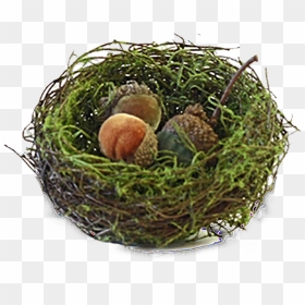"    Data Image Id="203046060057"  Class="productimg - Nest, HD Png Download - acorns png