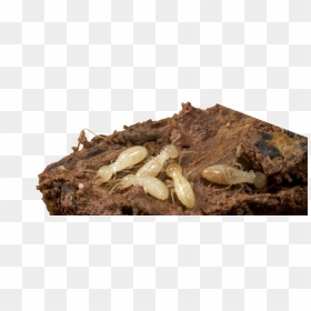 Termites Termite Damage Termite Treatment Exterminator - Termites Png, Transparent Png - termite png