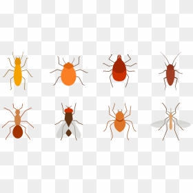 Vector Insects Termite - Pest, HD Png Download - termite png
