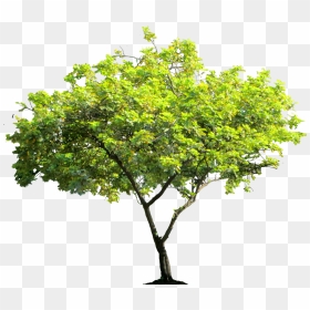 Cassiasurattensis Tree Png Image - Transparent Background Tree Png, Png Download - flowering tree png
