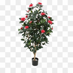 Tcu, Flowering Trees - Camellia, HD Png Download - flowering tree png