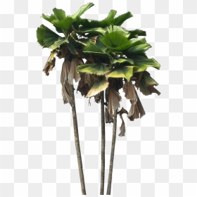 Licuala Grandis Png, Transparent Png - flowering tree png
