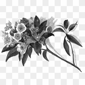 Flowering Tree Artwork Drawing Digital Illustration - Botanical Pencil Drawing Png, Transparent Png - flowering tree png