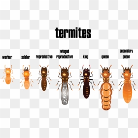 Different Types Of Termites, HD Png Download - termite png