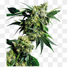 Nice G13 X Hash Plant - Mr Nice G13 X Hash Plant, HD Png Download - weed plants png