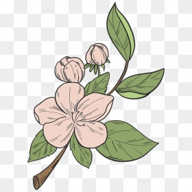 Apple Tree Flower Clipart - Desert Rose, HD Png Download - flowering tree png