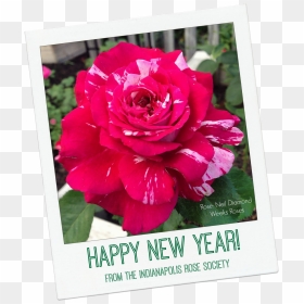 Irs Happy New Year - Rose Happy New Year, HD Png Download - happy new year 2015 png