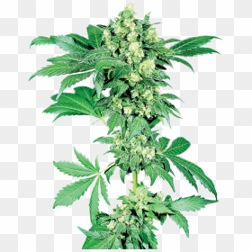 Maple Leaf Indica - Afghani Sensi Seeds, HD Png Download - weed plants png