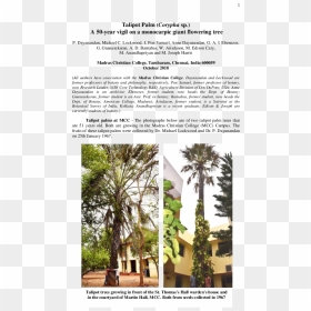 Attalea Speciosa, HD Png Download - flowering tree png