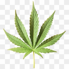 Cannabis Vector, HD Png Download - weed plants png