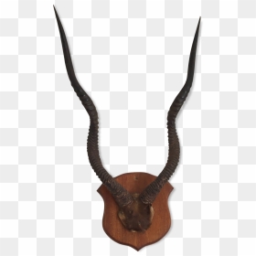 Horn Antelope Or Gazelle Horns - Corne De Gazelle Animal, HD Png Download - gazelle png