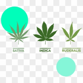 Sativa Indica And Ruderalis, HD Png Download - weed plants png