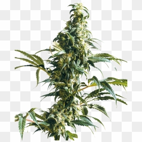 Mexican Sativa Sensi Seeds, HD Png Download - weed plants png
