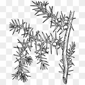 Ilex Aquifolium Holly Common Holly - Chilcuara Para Dibujar, HD Png Download - holly branch png