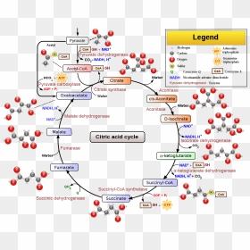 Transparent Cicle Png - Citric Acid Cycle Mcat, Png Download - vhv