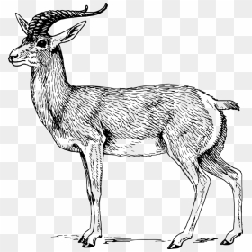 Antelope,musk Deer,gazelle - Antelope Clipart Black And White, HD Png Download - gazelle png