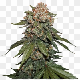 Special Kush Royal Queen Seeds, HD Png Download - weed plants png