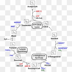 Cicle Png , Png Download - E Coli Respiration Cycle, Transparent Png - vhv