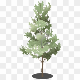 Tree - Lodgepole Pine, HD Png Download - holly branch png