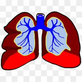 Lungs Clip Art, HD Png Download - infection png