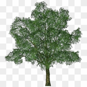 3d Trees - English Oak - Acca Software - Ginkgo Biloba Tree Png, Transparent Png - holly branch png