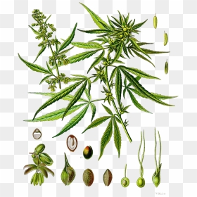 Cannabis Sativa Phenotype, - Cannabis Sativa, HD Png Download - weed plants png