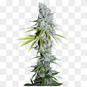 Skittles Strain, HD Png Download - weed plants png