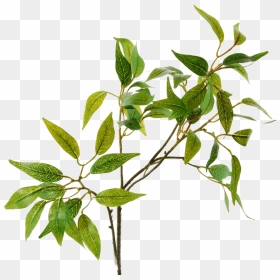 Osmanthus Leaf - Bay Laurel, HD Png Download - holly branch png