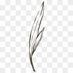 Wood, HD Png Download - wood slice png