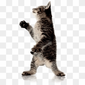 Cat Standing Up Transparent Background - Cat Standing Up Png, Png Download - kitty cat png