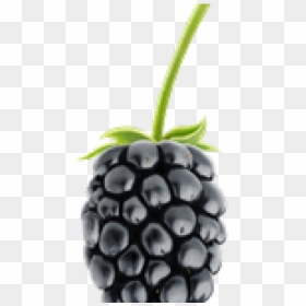 Blackberry Fruit Png Transparent Images - Blackberries Png, Png Download - blackberry fruit png