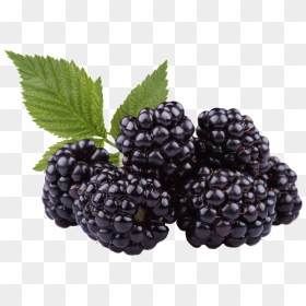 Image, HD Png Download - blackberry fruit png