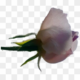 #rosebud #rose - Garden Roses, HD Png Download - rosebud png