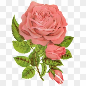 Rose Followers, HD Png Download - flower drawing png tumblr