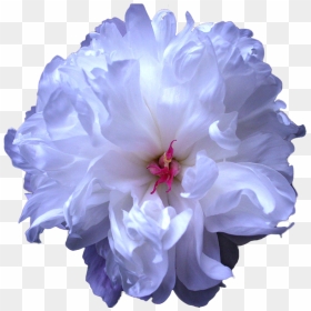 Tumblr Blue Flower Drawing Transparent, HD Png Download - flower drawing png tumblr