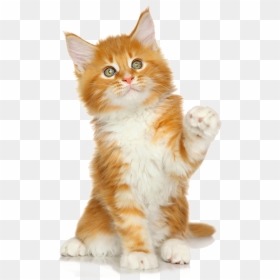 Yellowkitty - Cat Grabs Treat, HD Png Download - kitty cat png