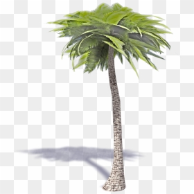 3d Palm Tree Png - Borassus Flabellifer, Transparent Png - 3d tree png