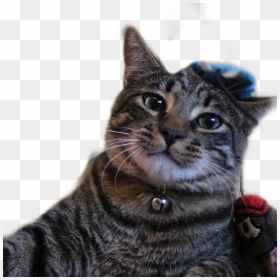 Domestic Short-haired Cat, HD Png Download - kitty cat png