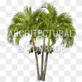3d Palm Tree Png Download - Sabal Palmetto, Transparent Png - 3d tree png