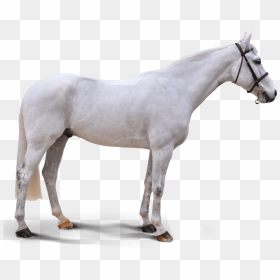 Baby Blue - Stallion, HD Png Download - baby horse png