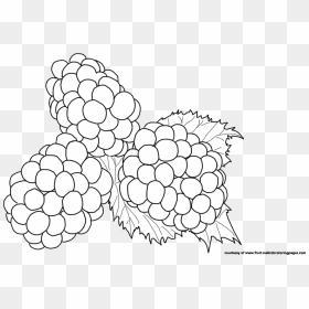Plant Drawing At Getdrawings - ภาพ วาด ระบายสี Blackberry, HD Png Download - blackberry fruit png