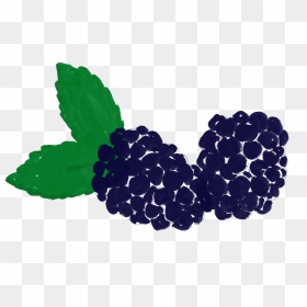 Seedless Fruit, HD Png Download - blackberry fruit png