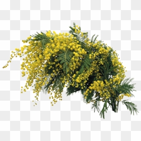 Mimose Png, Transparent Png - mimosas png