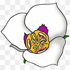 Sego Lily Clipart - Utah State Flower Clipart, HD Png Download - utah outline png