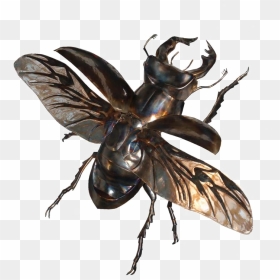 Flying Bug Png - Stag Beetle In Flight, Transparent Png - dirt flying png