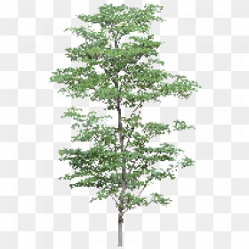 Free Tree Png, Transparent Png - free tree png