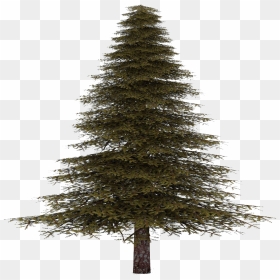 Fir Tree Png Free Download - Pine Tree No Background, Transparent Png - free tree png