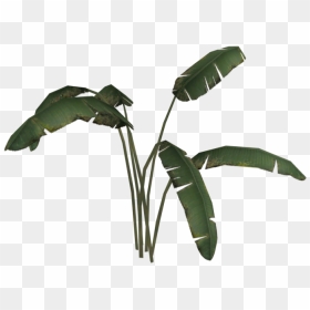 Transparent Banana Leaf Png, Png Download - free tree png