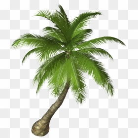 Palm Tree Png Free Images - Aesthetic Portfolio Websites, Transparent Png - free tree png