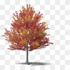 Fall Tree Png Free Download - Fall Maple Tree Png, Transparent Png - free tree png